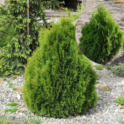 Thuja occidentalis 'Miky' - Harilik elupuu 'Miky' P9/0,55L